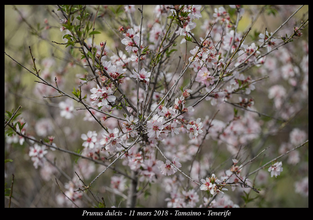 Prunus dulcis